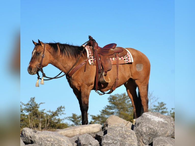 American Quarter Horse Castrone 12 Anni 150 cm Falbo in Rebersburg, PA