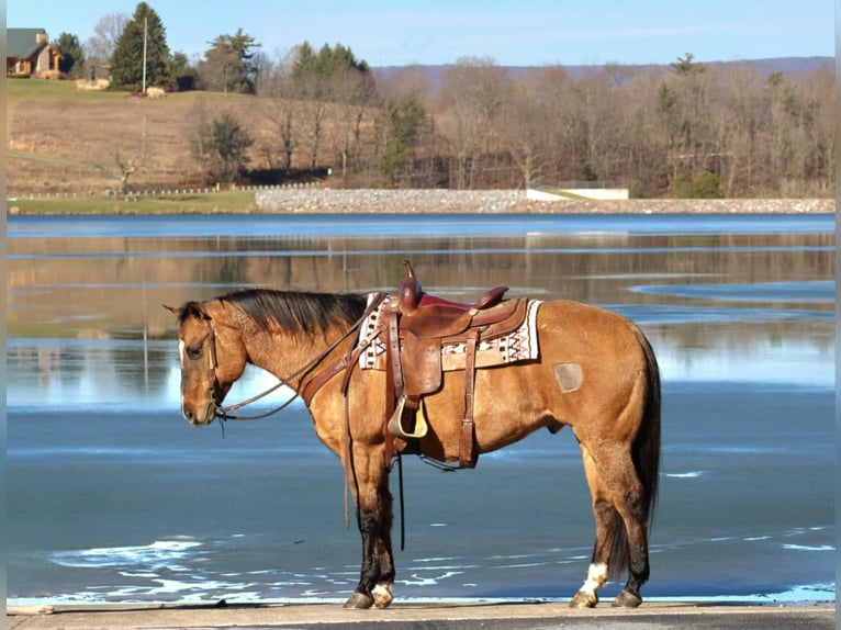 American Quarter Horse Castrone 12 Anni 150 cm Falbo in Rebersburg, PA