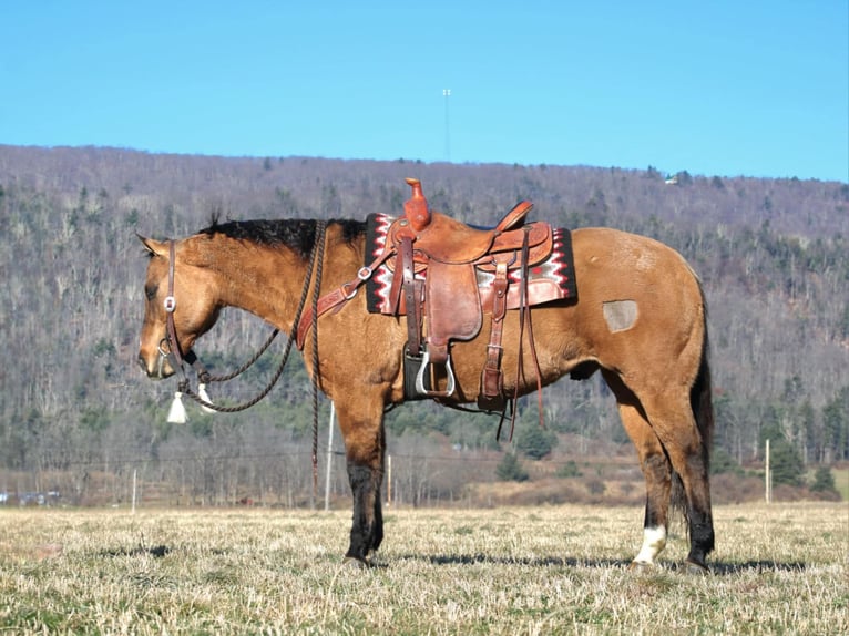 American Quarter Horse Castrone 12 Anni 150 cm Falbo in Rebersburg, PA