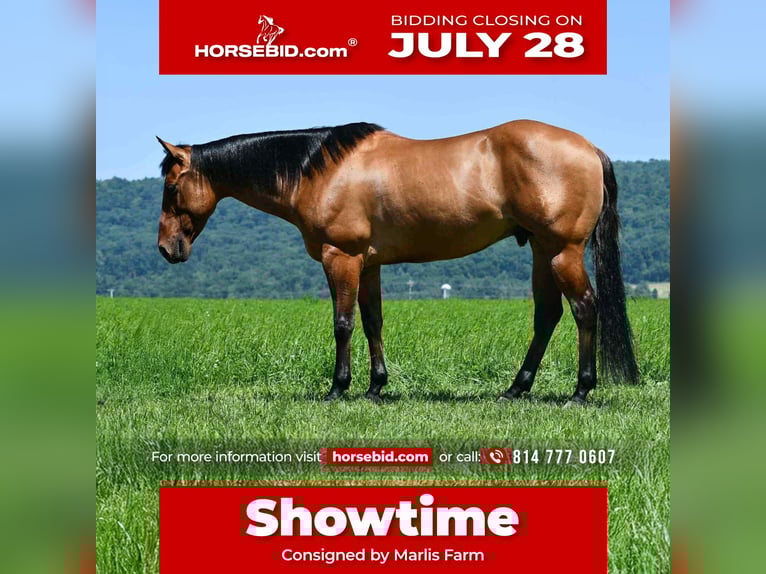 American Quarter Horse Castrone 12 Anni 150 cm Falbo in Rebersburg