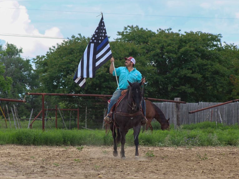 American Quarter Horse Castrone 12 Anni 150 cm Grigio in Cottonwood AZ
