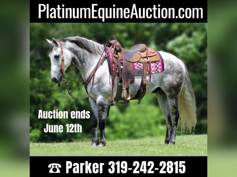 American Quarter Horse Castrone 12 Anni 150 cm Grigio pezzato in Brodhead KY
