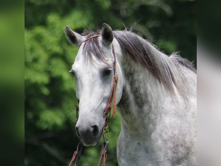 American Quarter Horse Castrone 12 Anni 150 cm Grigio pezzato in Brodhead KY