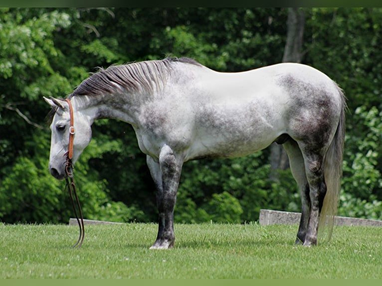 American Quarter Horse Castrone 12 Anni 150 cm Grigio pezzato in Brodhead KY