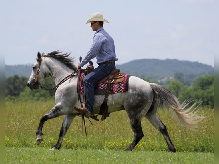 American Quarter Horse Castrone 12 Anni 150 cm Grigio pezzato in Brodhead KY