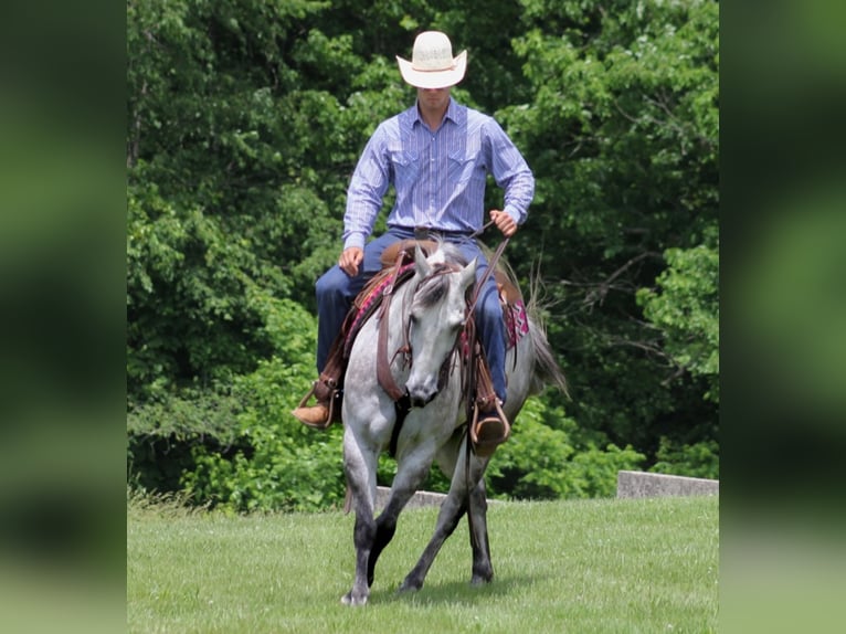 American Quarter Horse Castrone 12 Anni 150 cm Grigio pezzato in Brodhead KY