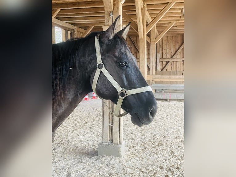 American Quarter Horse Castrone 12 Anni 150 cm Grullo in Seubersdorf in der OberpfalzSeubersdorf