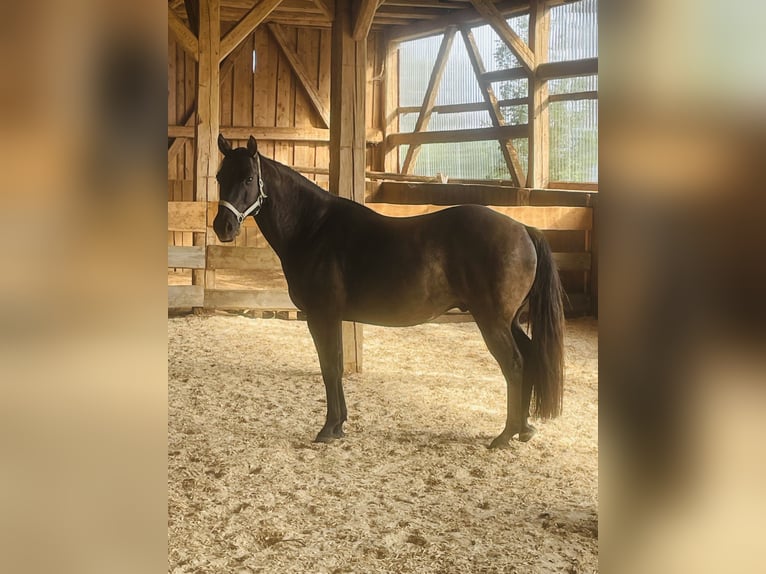 American Quarter Horse Castrone 12 Anni 150 cm Grullo in Seubersdorf in der OberpfalzSeubersdorf