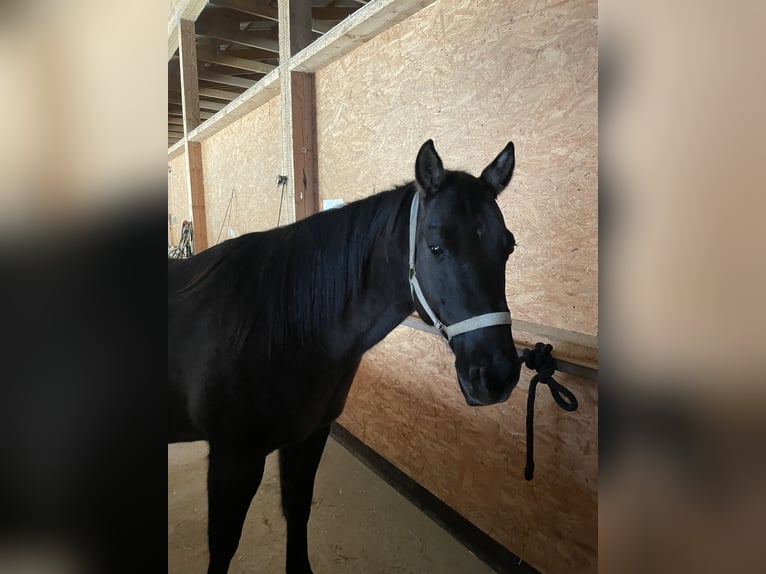 American Quarter Horse Castrone 12 Anni 150 cm Grullo in Seubersdorf in der OberpfalzSeubersdorf