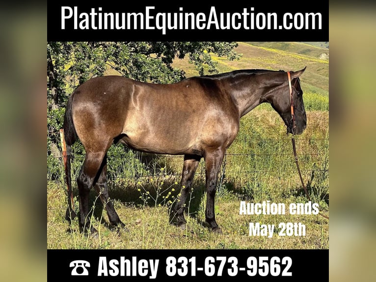 American Quarter Horse Castrone 12 Anni 150 cm Grullo in Paicines CA