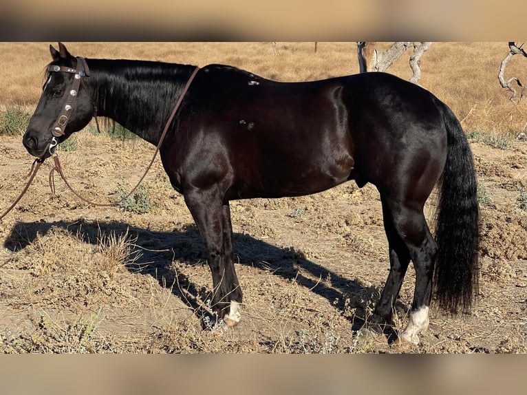 American Quarter Horse Castrone 12 Anni 150 cm Morello in Paicines CA