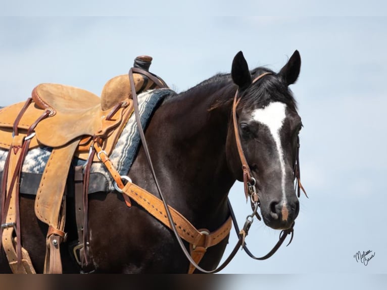 American Quarter Horse Castrone 12 Anni 150 cm Morello in River Falls Wi