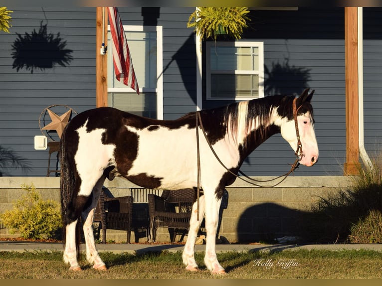 American Quarter Horse Castrone 12 Anni 150 cm Overo-tutti i colori in Greenville KY