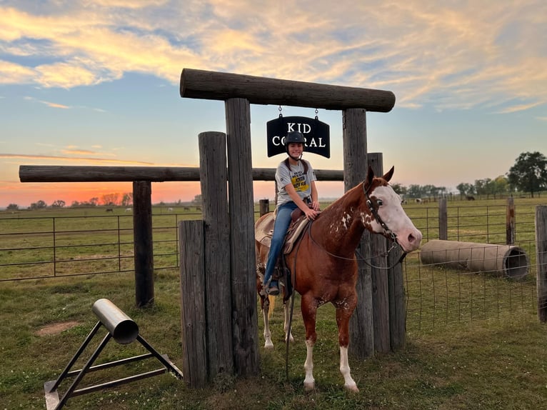 American Quarter Horse Castrone 12 Anni 150 cm Overo-tutti i colori in Lisbon IA