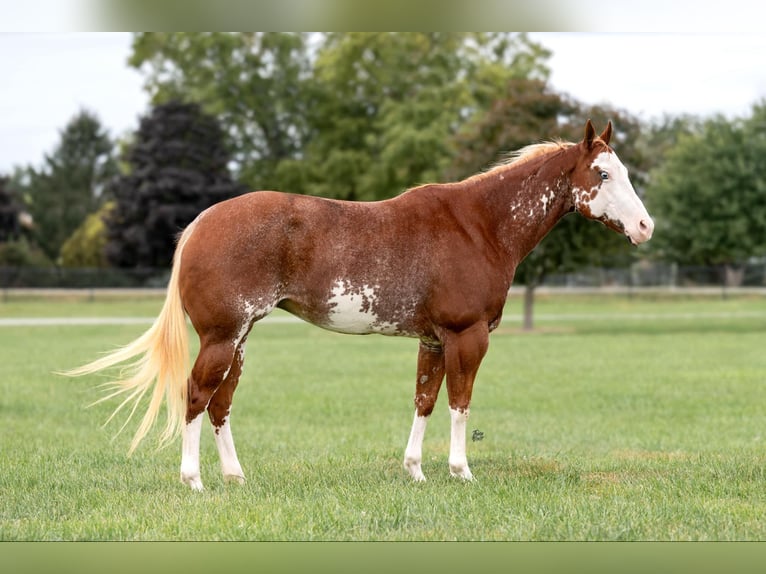 American Quarter Horse Castrone 12 Anni 150 cm Overo-tutti i colori in Lisbon IA