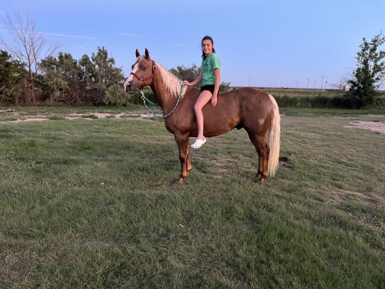 American Quarter Horse Castrone 12 Anni 150 cm Palomino in Lisbon, IA