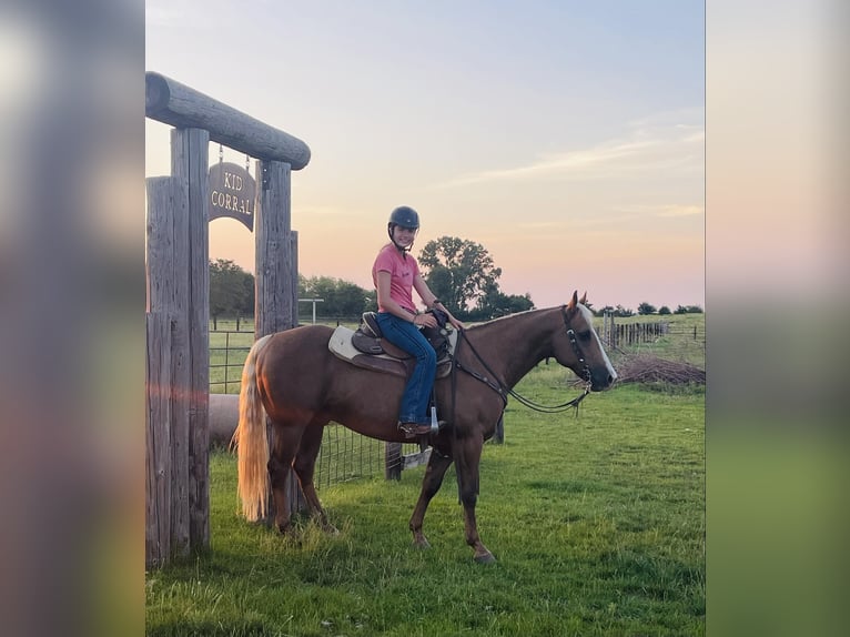 American Quarter Horse Castrone 12 Anni 150 cm Palomino in Lisbon, IA