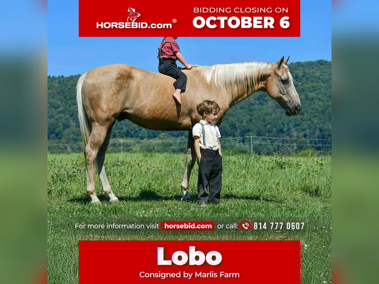 American Quarter Horse Castrone 12 Anni 150 cm Palomino in Rebersburg, PA