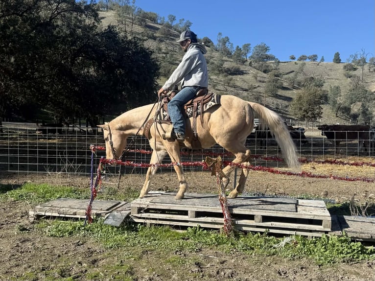 American Quarter Horse Castrone 12 Anni 150 cm Palomino in Paicines CA