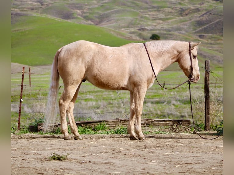 American Quarter Horse Castrone 12 Anni 150 cm Palomino in Paicines CA