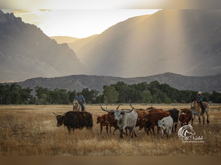 American Quarter Horse Castrone 12 Anni 150 cm Palomino in Cody
