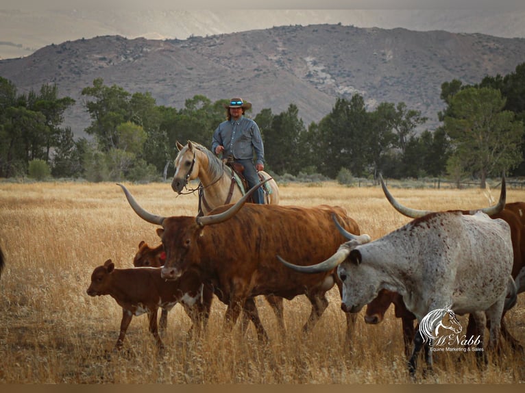 American Quarter Horse Castrone 12 Anni 150 cm Palomino in Cody