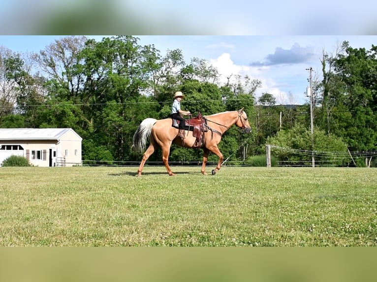 American Quarter Horse Castrone 12 Anni 150 cm Palomino in Rebersburg, PA