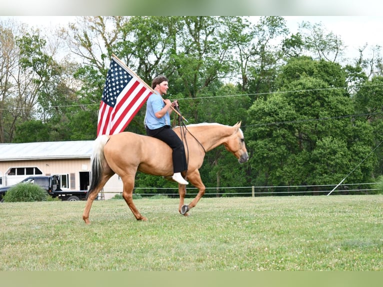 American Quarter Horse Castrone 12 Anni 150 cm Palomino in Rebersburg, PA