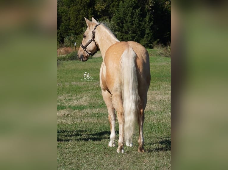 American Quarter Horse Castrone 12 Anni 150 cm Palomino in Terrell, TX