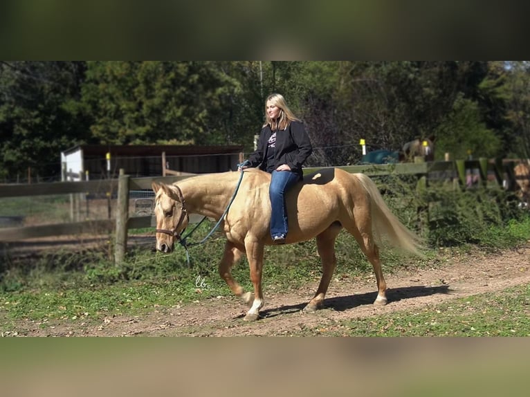 American Quarter Horse Castrone 12 Anni 150 cm Palomino in Terrell, TX
