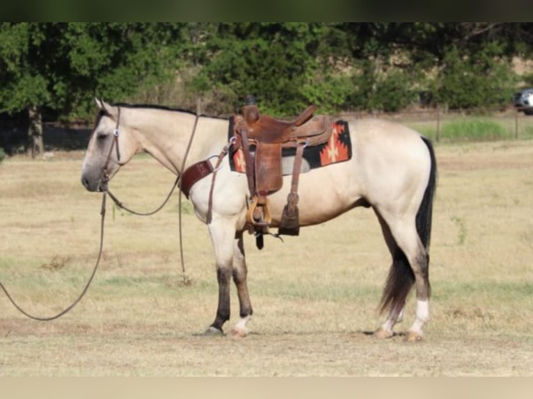 American Quarter Horse Castrone 12 Anni 150 cm Pelle di daino in Fort Worth TX