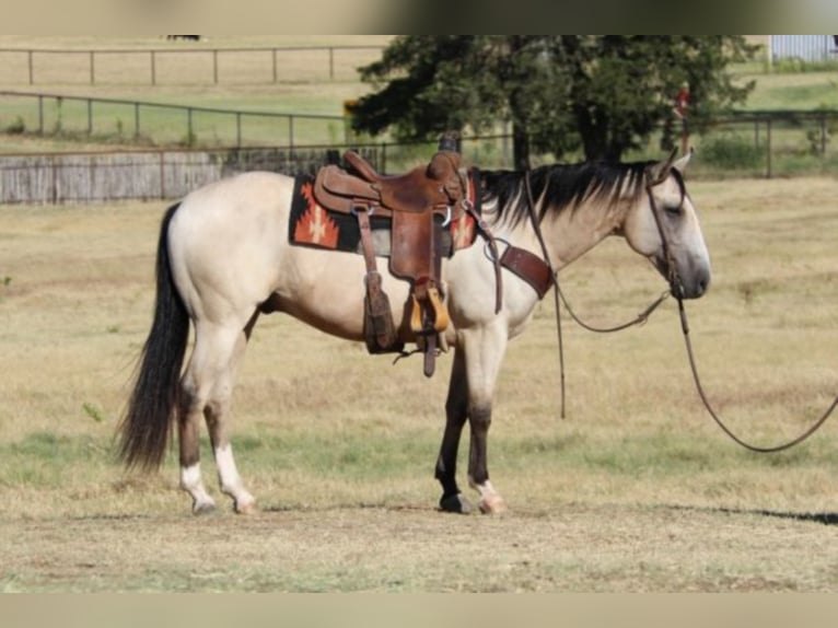 American Quarter Horse Castrone 12 Anni 150 cm Pelle di daino in Fort Worth TX