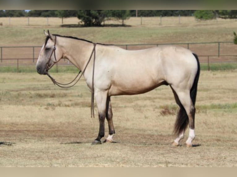 American Quarter Horse Castrone 12 Anni 150 cm Pelle di daino in Fort Worth TX