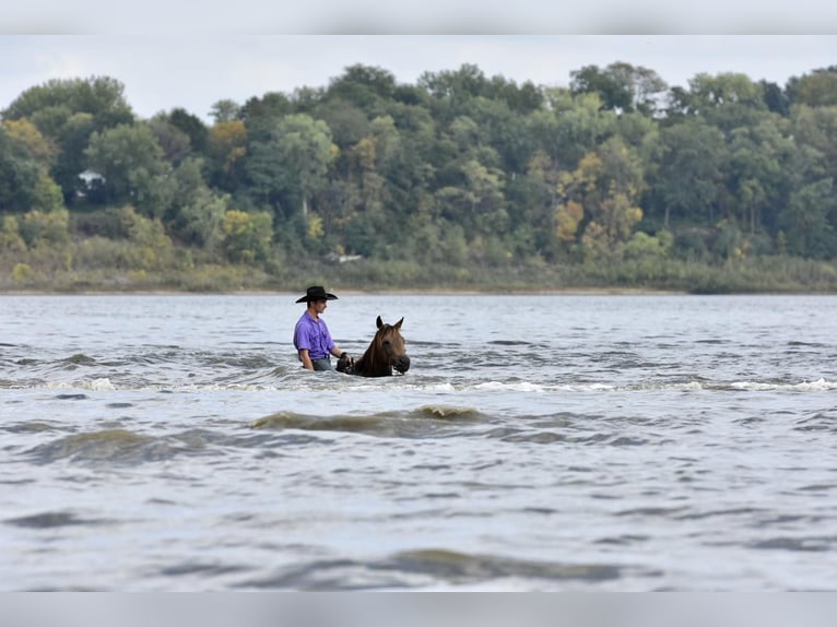 American Quarter Horse Castrone 12 Anni 150 cm Pelle di daino in LISBON, IA