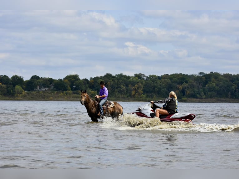 American Quarter Horse Castrone 12 Anni 150 cm Pelle di daino in LISBON, IA