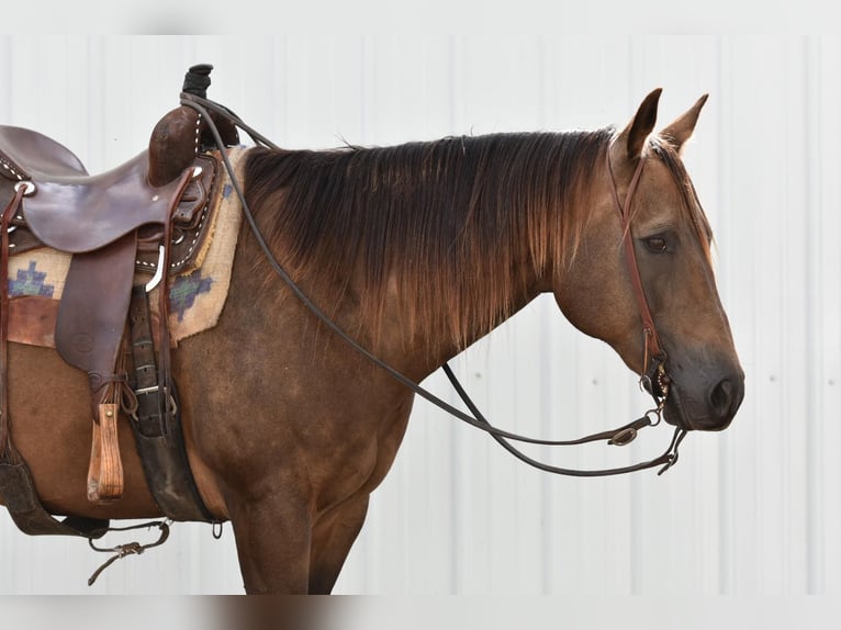 American Quarter Horse Castrone 12 Anni 150 cm Pelle di daino in LISBON, IA