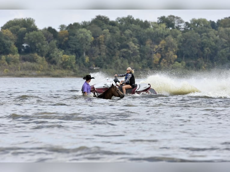 American Quarter Horse Castrone 12 Anni 150 cm Pelle di daino in LISBON, IA