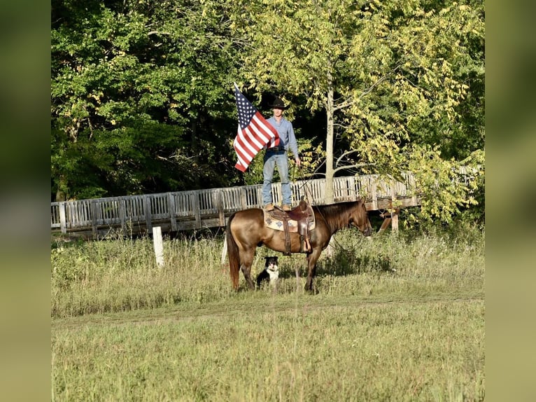 American Quarter Horse Castrone 12 Anni 150 cm Pelle di daino in LISBON, IA