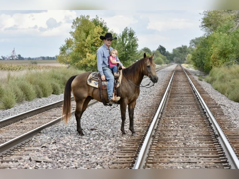 American Quarter Horse Castrone 12 Anni 150 cm Pelle di daino in LISBON, IA