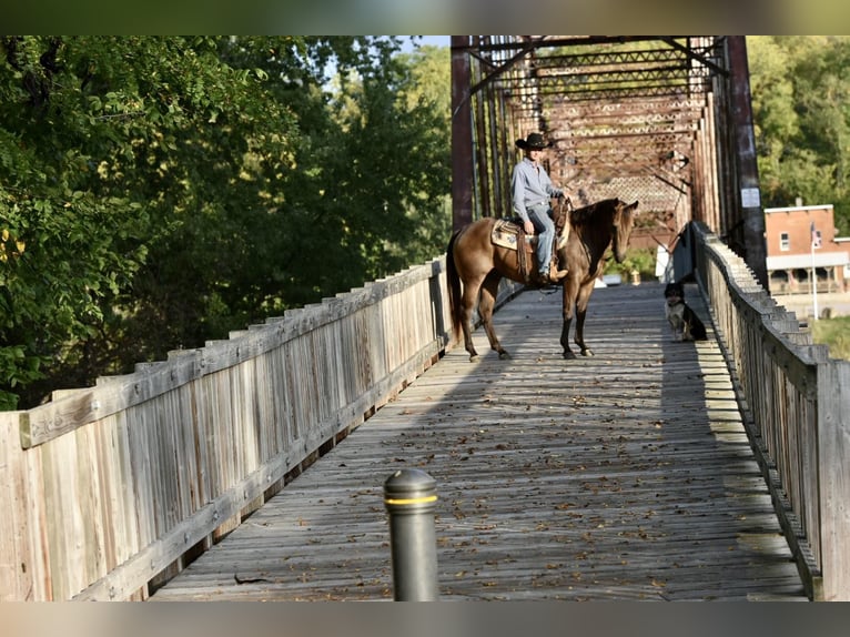 American Quarter Horse Castrone 12 Anni 150 cm Pelle di daino in LISBON, IA