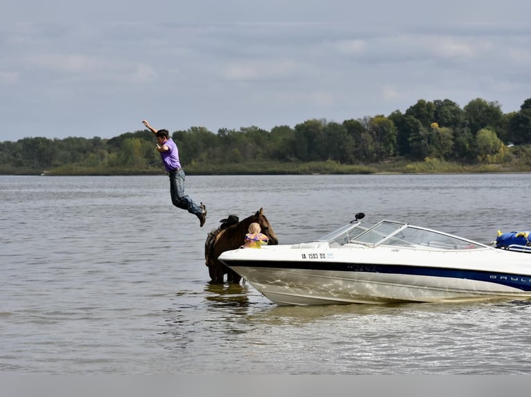 American Quarter Horse Castrone 12 Anni 150 cm Pelle di daino in LISBON, IA