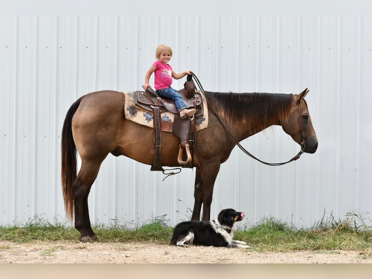 American Quarter Horse Castrone 12 Anni 150 cm Pelle di daino in LISBON, IA