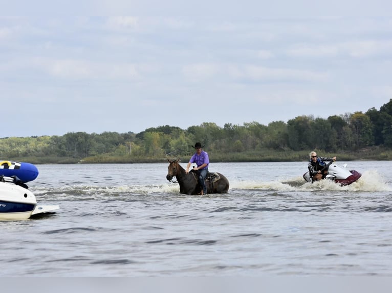 American Quarter Horse Castrone 12 Anni 150 cm Pelle di daino in LISBON, IA