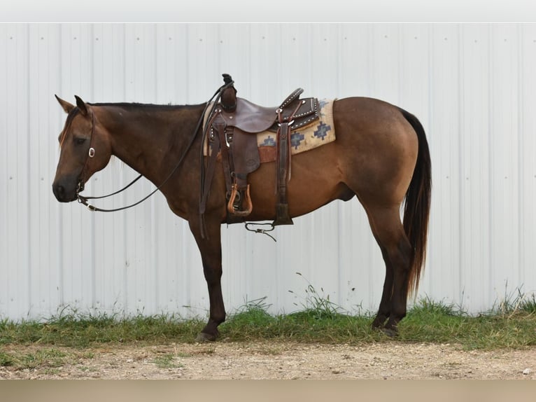 American Quarter Horse Castrone 12 Anni 150 cm Pelle di daino in LISBON, IA