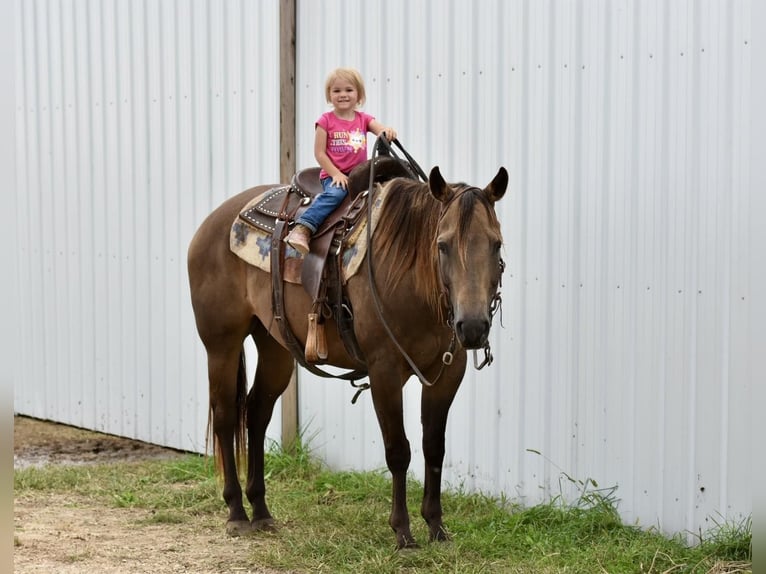 American Quarter Horse Castrone 12 Anni 150 cm Pelle di daino in LISBON, IA