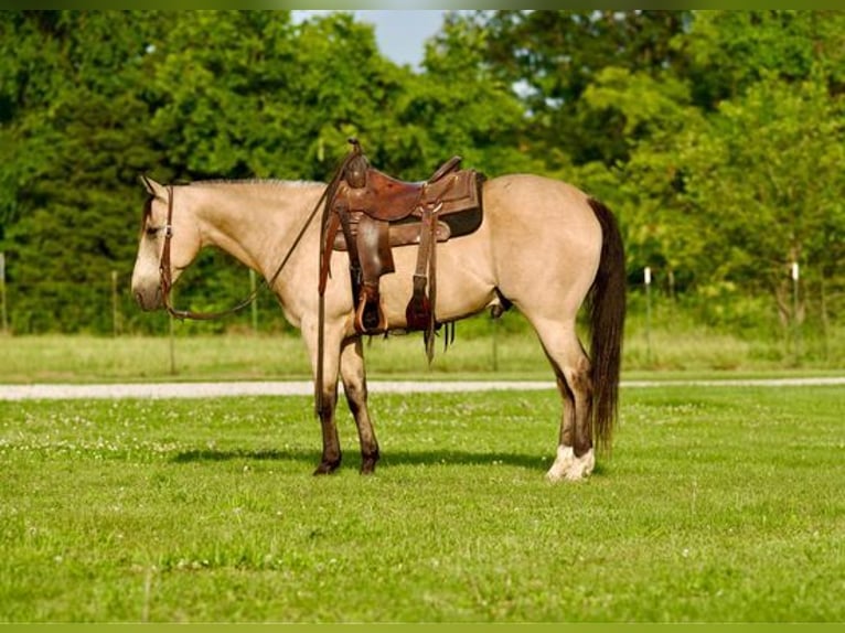 American Quarter Horse Castrone 12 Anni 150 cm Pelle di daino in canyon, tx