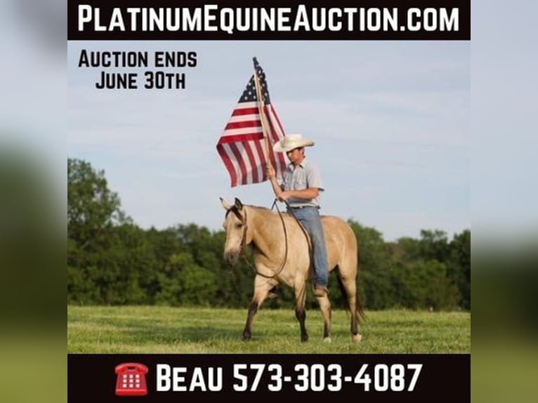 American Quarter Horse Castrone 12 Anni 150 cm Pelle di daino in canyon, tx