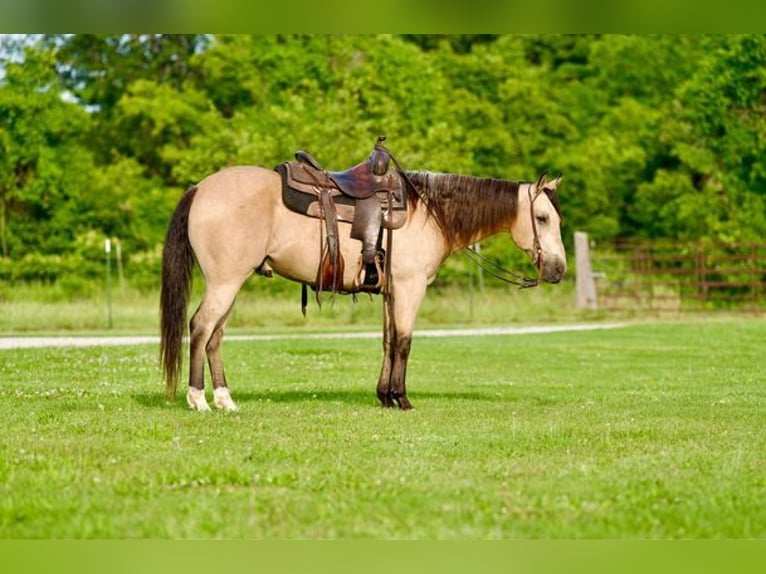 American Quarter Horse Castrone 12 Anni 150 cm Pelle di daino in canyon, tx