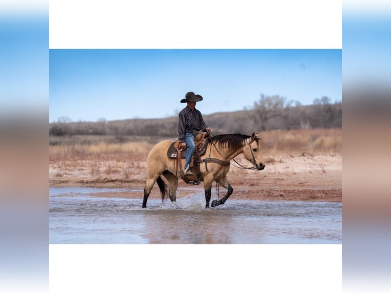 American Quarter Horse Castrone 12 Anni 150 cm Pelle di daino in Canyon, TX