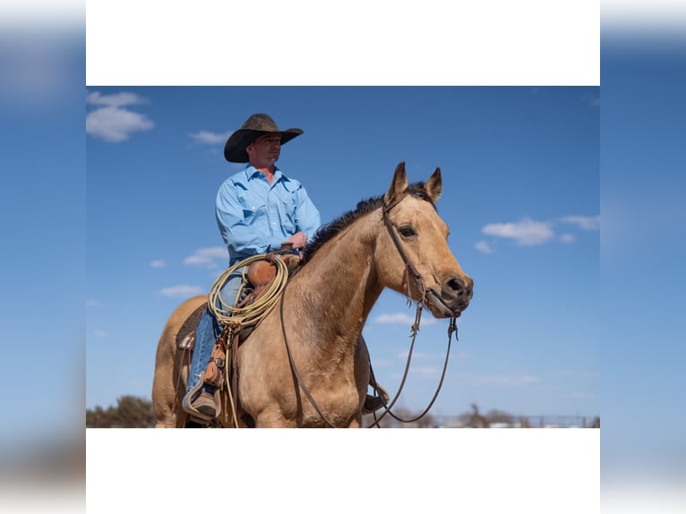 American Quarter Horse Castrone 12 Anni 150 cm Pelle di daino in Canyon, TX